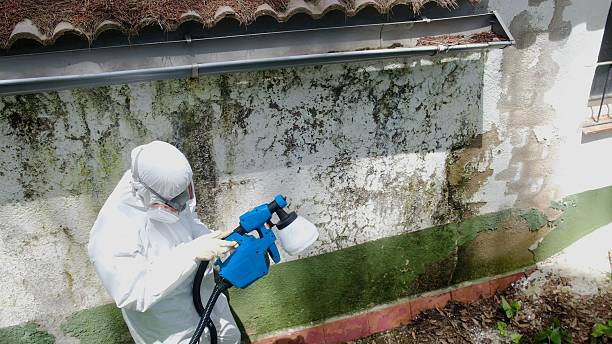 Mold Removal service in Locust Valley
